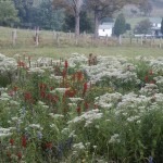 fall_wildflowers