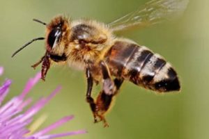 Honeybee Losses Reach 60 Percent