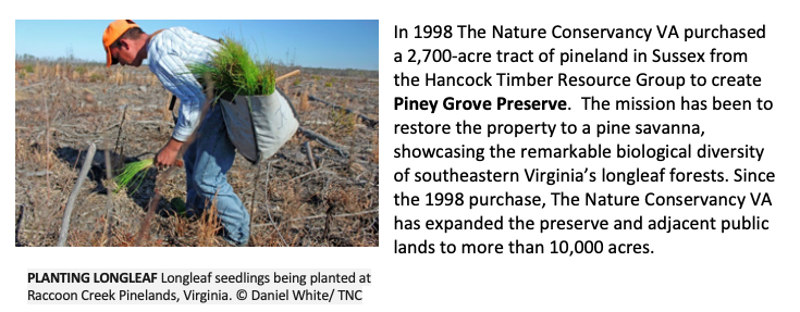 Piney Grove Preserve  The Nature Conservancy in Virginia