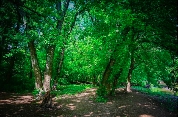 Piney Grove Preserve  The Nature Conservancy in Virginia