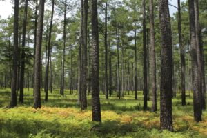 Piney Grove Nature Preserve