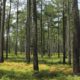 You Can  Help Restore Virginia’s “Founding Forest”