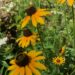 Happenings Around the Blue Ridge, March 16, 2023